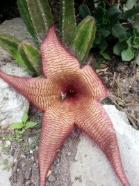 This plant attracts flies...and eats them...