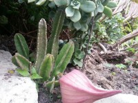 From my garden...